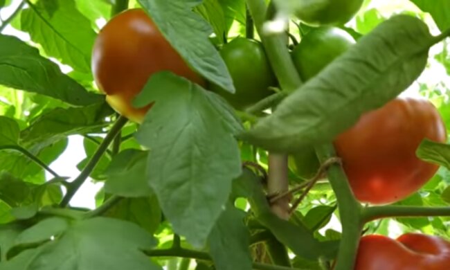 Pomidory/YouTube @ogród na co dzień