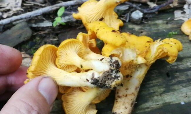 Kurki/YT @Łukasz Łuczaj - Rośliny Jadalne i Dziki Ogród