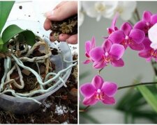 Jak dbać o storczyki i w jaki sposób je przesadzać? Ważne zasady pielęgnacji orchidei