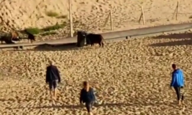 Niecodzienna sytuacja na plaży w Międzyzdrojach. Dzikie zwierzę zapewniło spacerowiczom niezapomniane chwile grozy. Co się stało