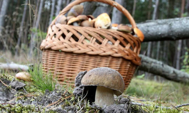 Senior na grzybach w lesie