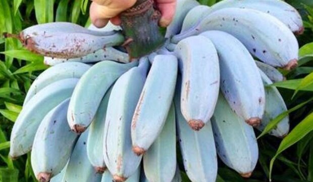Znacie już niebieskie banany? Ten wyjątkowy owoc ma też obłędny smak. Czy można je dostać w Polsce