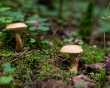 Ledwo mieściły się w dłoniach. Grzybiarz pokazał dwa leśne giganty