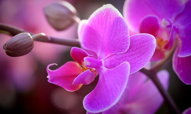 Storczyki/YouTube @Tech