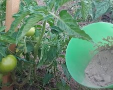 Nawóz dla pomidorów, źródło: YouTube/M Ke