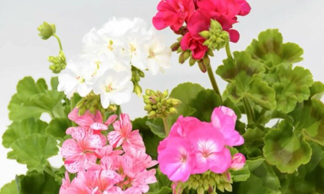 Ta prosta mieszanka sprawi, że pelargonia będzie kwitnąć przez cały rok. Zwiększa ilość składników odżywczych w glebie i stymuluje wzrost rośliny