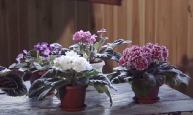 Fiołki afrykańskie/YouTube @Wiem