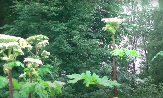 Barszcz Sosnowskiego / YouTube:  Adolf Kudlinski