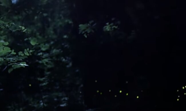 Świetlkowate w lasach/YouTube @National Geographic Polska