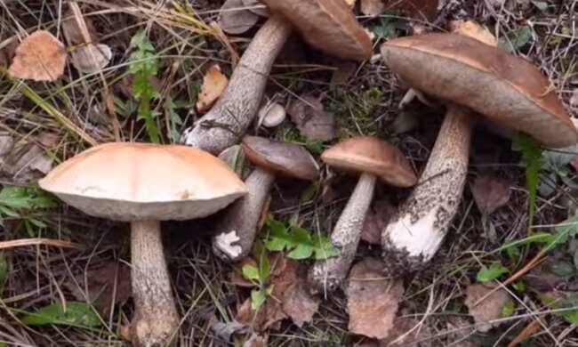 Grzyby/YouTube @Sanka Film Natura Mazury