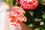 pelargonii @pexels