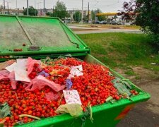 Internauci są oburzeni widokiem kontenerów pełnych truskawek. Skandaliczne zachowanie handlarzy, którzy wyrzucili owoce do kosza