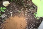 Mrówki w ogrodzie, źródło: YouTube/ MIgardener