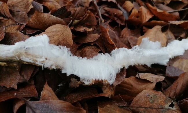 Lodowe włosy/Facebook @Nadleśnictwo Warcino