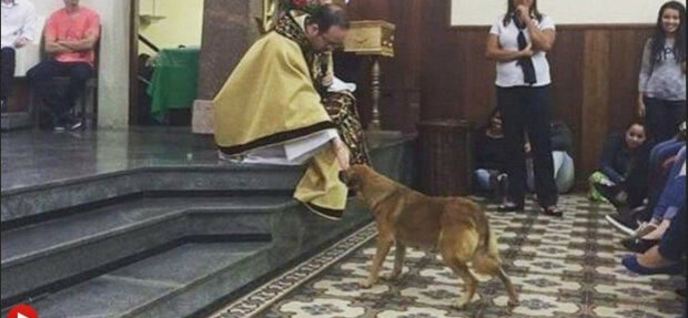 Ksiądz pomoże znaleźć nowe domy dla bezdomnych zwierząt. W olsztyńskim kościele zostanie zorganizowane specjalne spotkanie