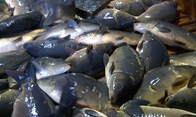 Karpie/ YouTube @TKB Dolsat