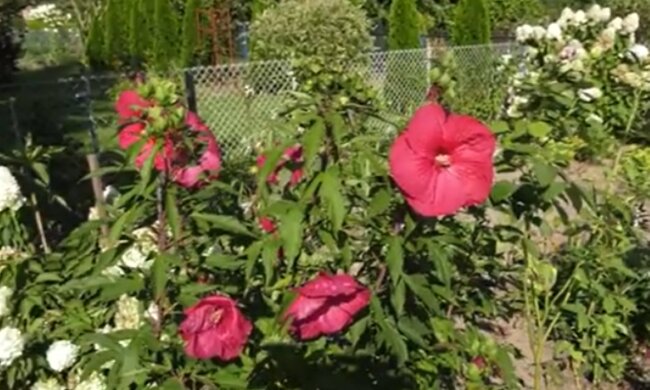 Ogród działkowy/YouTube @Lokalna TV