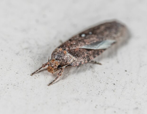 Mole spożywcze/Pexels