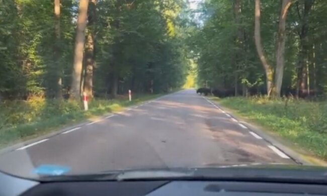 Żubry/Twitter @Lasy Państwowe