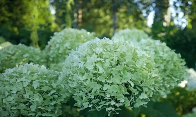 hortensje, screen Youtube @martapotoczek