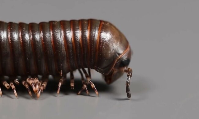 krocionogi, screen Youtube @VenomousArt.jpg