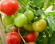 Piękne pomidory, źródło: YouTube/TEO Garden