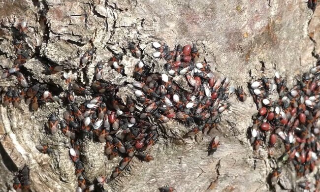 Skupieniec lipowy, screen Youtube @romangola7236