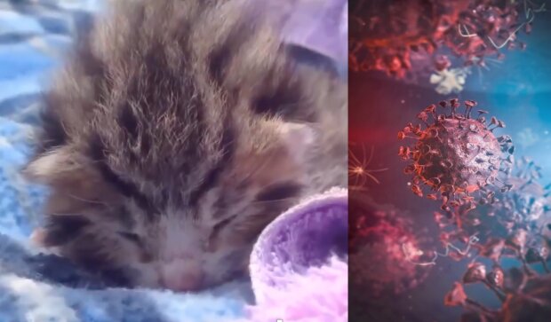 Niedawne odkrycie naukowców. Koty mogą zarazić się koronawirusem, choć same nie zarażają
