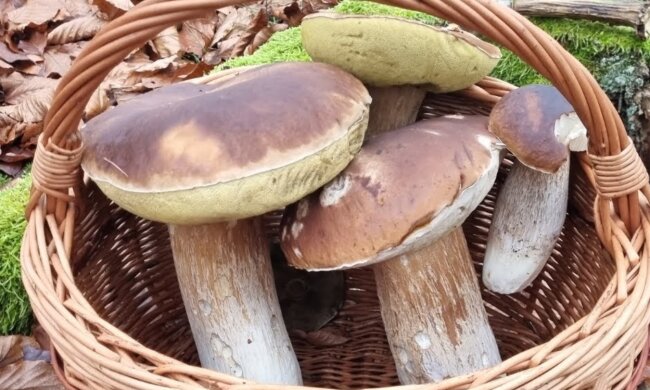 Grzyby/YT @Grzybowy kapelusz