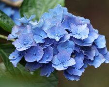 Podsyp hortensje w kwietniu. Ten naturalny nawóz działa jak "zastrzyk mocy"