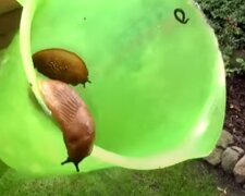Ślimaki/YouTube @Zielone Pogotowie