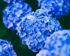 Zrób to z hortensją w marcu. Latem obsypie się ogromnymi kwiatami