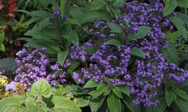 Heliotropy. Jak pielęgnować te zachwycające kolorem i zapachem kwiaty