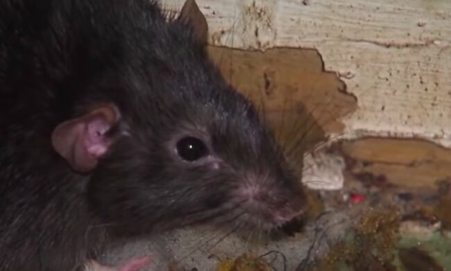 Jak pozbyć się nieproszonych gości? /YouTube: ABC Action News