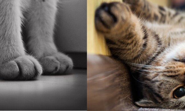 Czy wiesz ile palców mają koty? Odpowiedź z pewnością Cię zaskoczy