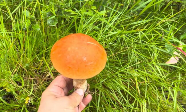 screen Youtube @gryboiskatel