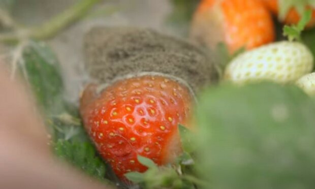 Jak zwalczać szarą pleśń w uprawie truskawki