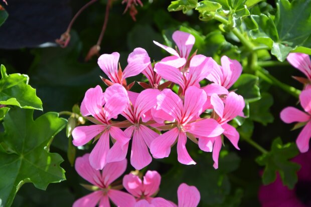 Pelargonia/Pexels