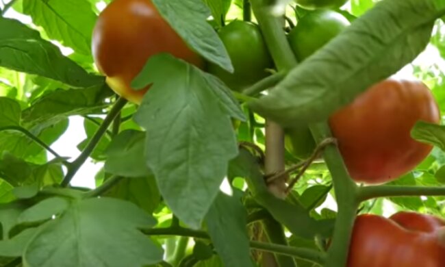 Pomidory/YouTube @ogród na co dzień