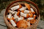 Nowy sposób na suszenie grzybów. Wystarczy lodówka, a efekt zaskoczy każdego