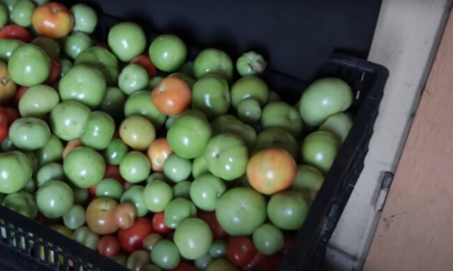 źródło: YouTube/Zielone Pogotowie