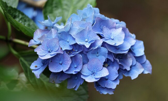 Podsyp hortensje w kwietniu. Ten naturalny nawóz działa jak "zastrzyk mocy"