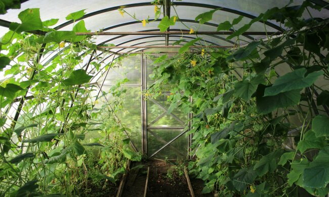 Wsypuję to pod ogórki po wschodach. Plony są ogromne aż do jesieni