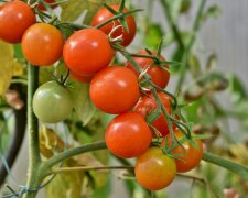 Wsyp to do dołka pod pomidory i paprykę. Latem rośliny odwdzięczą się obfitym plonem