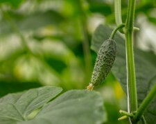 Włóż to do grządki przed sadzeniem ogórków. Plony mogą zaskoczyć każdego ogrodnika