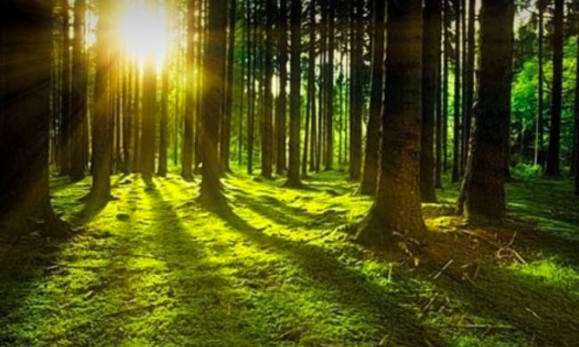 Niesamowite znalezisko w lesie / themayor.eu