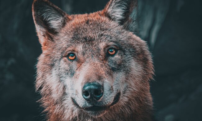 Wilk zaatakował 8-letnią dziewczynkę w parku. Dziecko ciężko ranne.  Władze ujawniły niepokojący szczegół