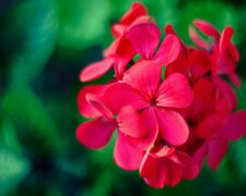 Zrób to z pelargoniami w maju. Latem balkon może tonąć w kwiatach