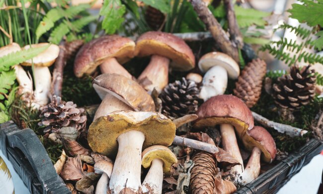 Ten leśny rarytas po przekrojeniu staje się niebieski. Grzybiarze często omijają go z obawy