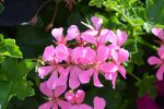Pelargonia/Pexels